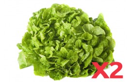Salade feuille de chêne verte locale AB (Lot de 2)