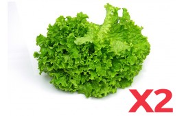 Salade Batavia locale AB (Lot de 2)