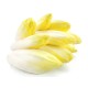 Endive